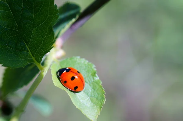 Marienkäfer Auf Farbigem Hintergrund Insekten Der Natur — Stockfoto