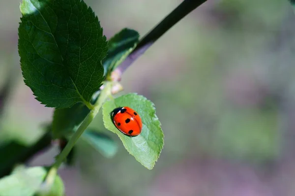 Marienkäfer Auf Farbigem Hintergrund Insekten Der Natur — Stockfoto