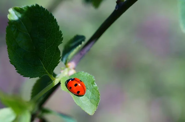 Marienkäfer Auf Farbigem Hintergrund Insekten Der Natur — Stockfoto