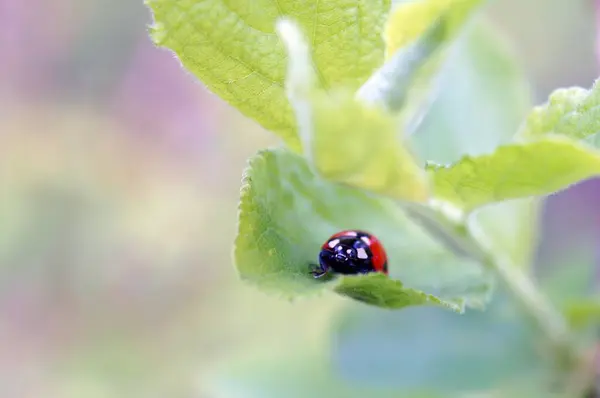 Renkli Bir Arka Planda Uğur Böceği Doğadaki Böcekler — Stok fotoğraf