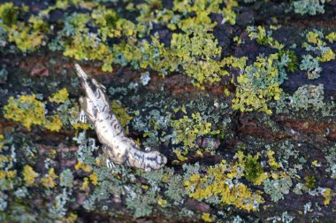 Metal kaplan heykelciği yakın plan. Şekiller yakın plan.