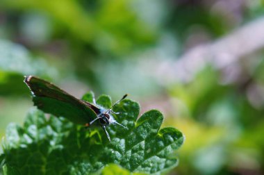 Yeşil yapraklı kelebek. Baharın gelişi.