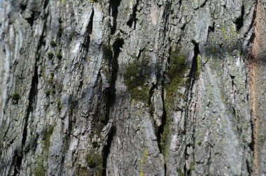 Ağaç kabuğu yakın plan. Arkaplan resmi.