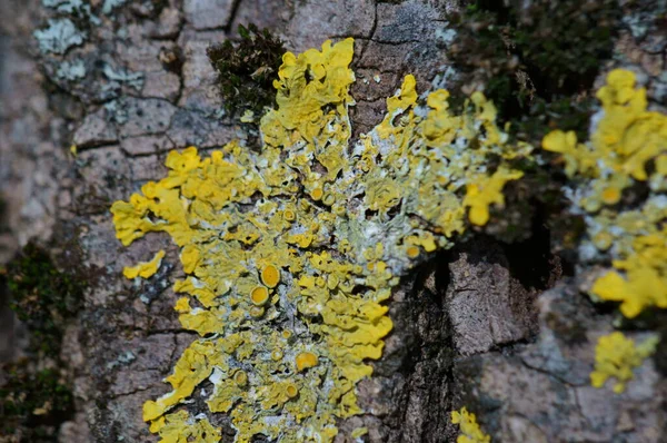 Žlutý Lišejník Kůře Stromu — Stock fotografie
