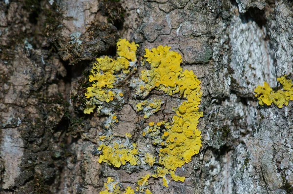 Žlutý Lišejník Kůře Stromu — Stock fotografie