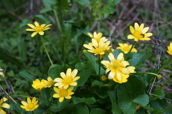 Flores Silvestres Amarillas Sobre Fondo Verde —  Fotos de Stock
