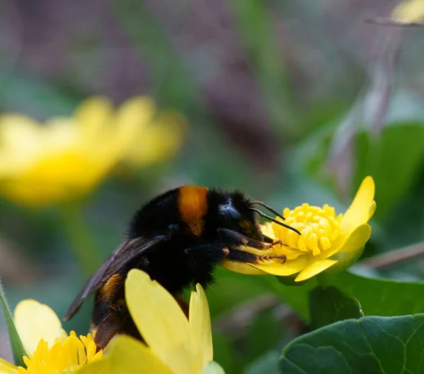 Abejorro Recoge Polen Flores Silvestres Amarillas —  Fotos de Stock