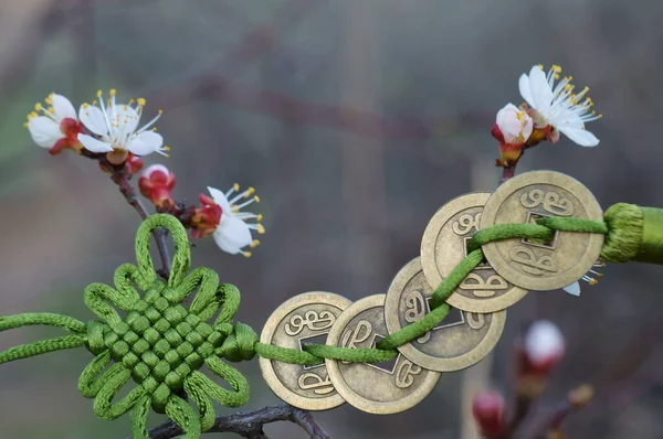 Китайські Монети Зав Язані Вузол Вишневому Квітку — стокове фото