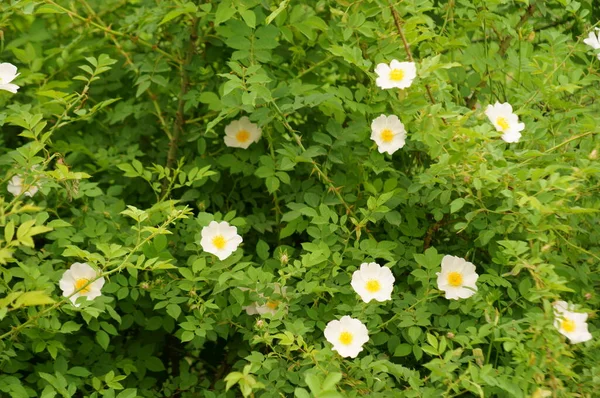 Nave Rosa Florescente Início Primavera Rosa Selvagem — Fotografia de Stock