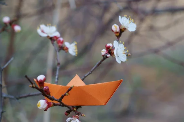 Člun Oranžového Papíru Větvi Třešňového Květu — Stock fotografie