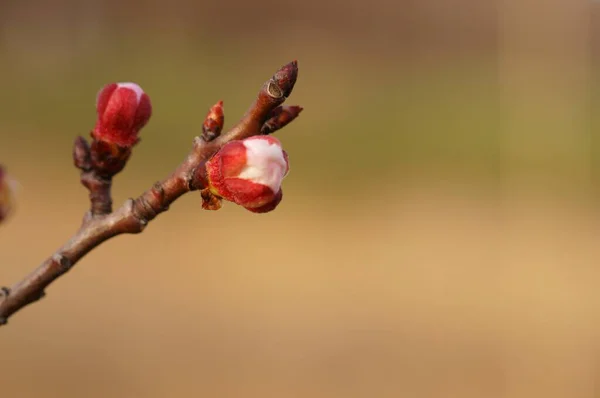 Una Rama Manzano Flor Sobre Fondo Naranja — Foto de Stock