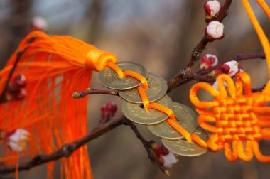 Çiçek açan bir ağaçta dilekleri olan bir avuç Çin sikkesi. Bahar arkaplanı.