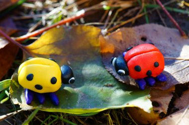 İki uğur böceği birbirine bakar..