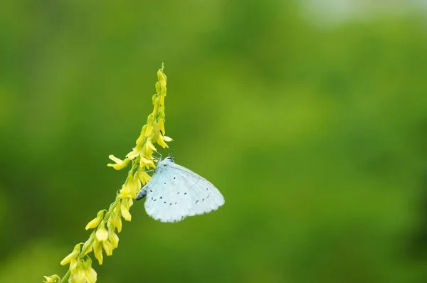 Krásný Malý Motýl Zeleném Pozadí — Stock fotografie