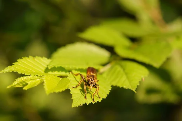 Yeşil Yapraklı Bir Yusufçuk Resmi Doğadaki Böcekler — Stok fotoğraf