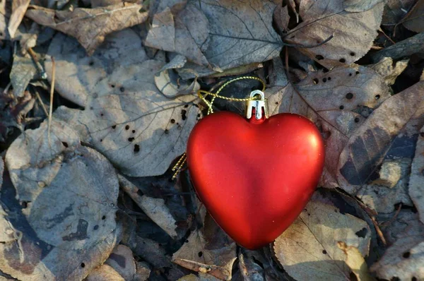 Ormanda Kırmızı Oyuncak Kalp Arkaplan Resmi — Stok fotoğraf