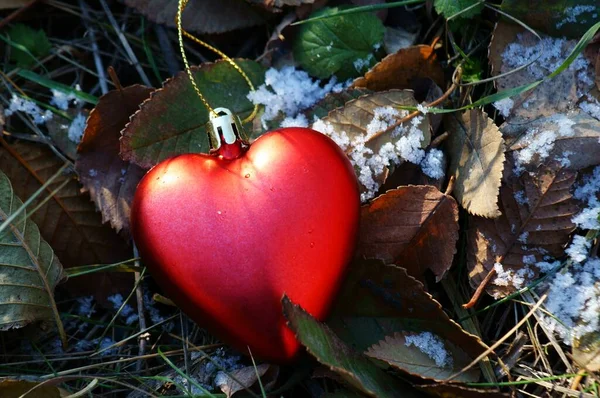 Іграшкове Червоне Серце Лежить Засніженому Листі — стокове фото