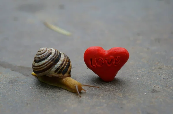 Caracol Coração Feitos Plástico Close — Fotografia de Stock