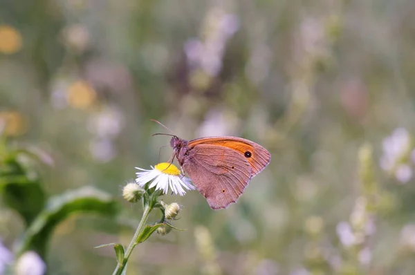 Μια Πεταλούδα Ένα Λουλούδι Του Αγρού Καστανά Μεγάλα Μάτια — Φωτογραφία Αρχείου