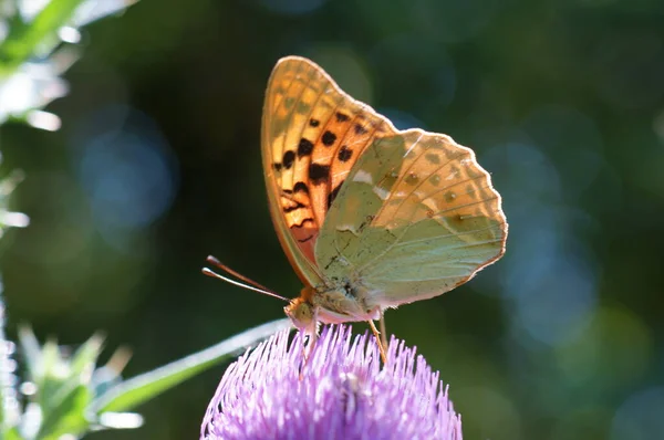 Бабочка Леопардовым Колоритом Цветке Красивые Насекомые Природе — стоковое фото