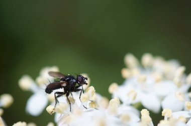 Küçük bir yusufçuk beyaz çiçeklerden polen toplar. Doğadaki böcekler.