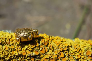 Metal kaplumbağa heykelciği. Ezoterik bir sembol..