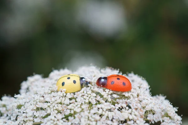 Par Mariquitas Una Flor Silvestre Blanca Figuras Insectos — Foto de Stock