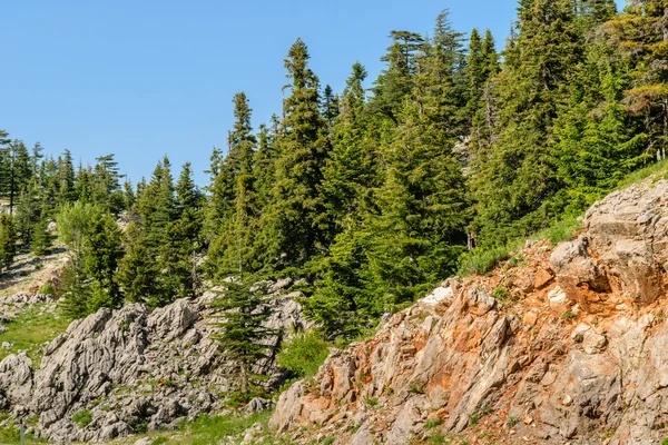 Jedle roste na skalách v horách — Stock fotografie