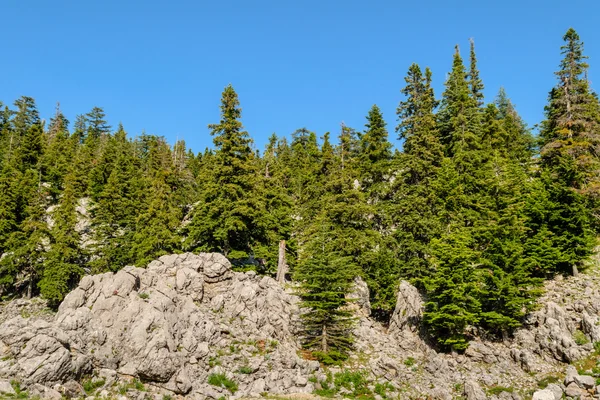 Fir growing on the rocks in the mountains — Stock Photo, Image