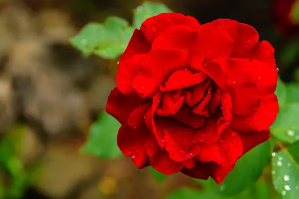 Όμορφο κόκκινο τριαντάφυλλο σε ένα υπόβαθρο των πράσινων φύλλων — Φωτογραφία Αρχείου