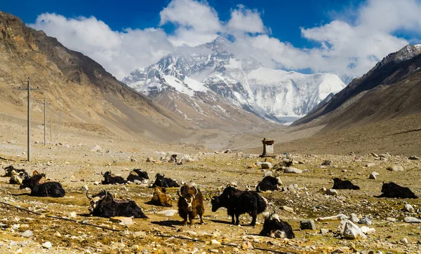 View from the Tibetan plateau on Mount Everest — Stock Photo, Image