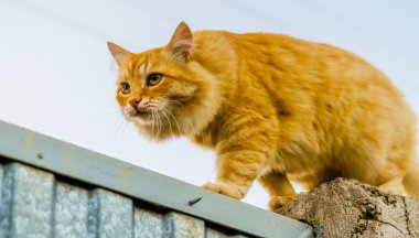 bir çitin üstünde kırmızı kedi