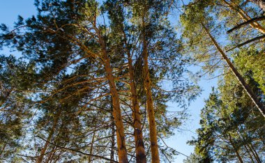 İğne yapraklı orman arka plan gökyüzünün tepesine