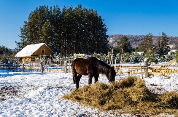 Horses in the village in the Ural Mountains — Stock Photo, Image
