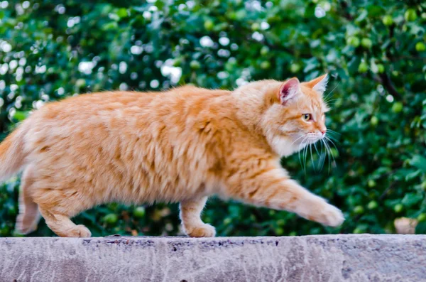 Red cat on a fence — Stock Photo, Image