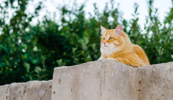 Red cat on a fence — Stock Photo, Image