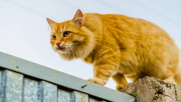 Red cat on a fence — Stock Photo, Image