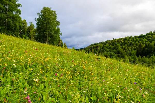 Meadow on a mountainside with forest in the background. — Stock Photo, Image
