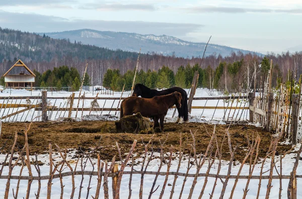 Лошади в селе в Уральских горах — стоковое фото