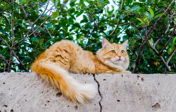 Red cat on a fence — Stock Photo, Image