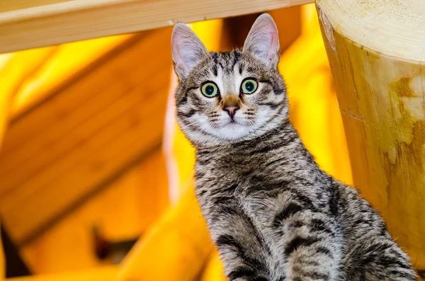 Home kitten on wooden stairs — Stock Photo, Image