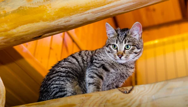 Home kitten on wooden stairs — Stock Photo, Image
