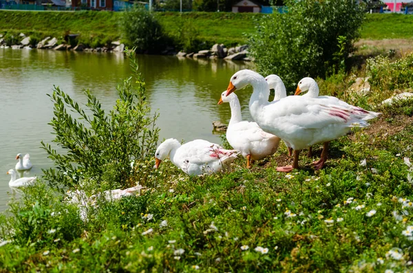 Geese in the village pond — Stock Photo, Image