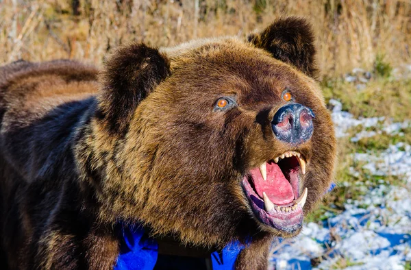 Björnen hud med huvud — Stockfoto