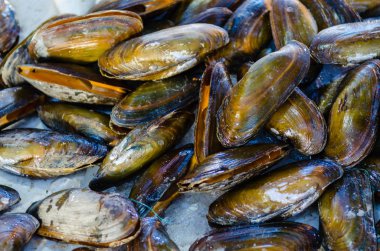 Hurghada balık pazarında, taze balık. Mısır