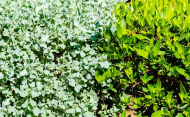 Yeşil Yapraklar duvar arkaplanı