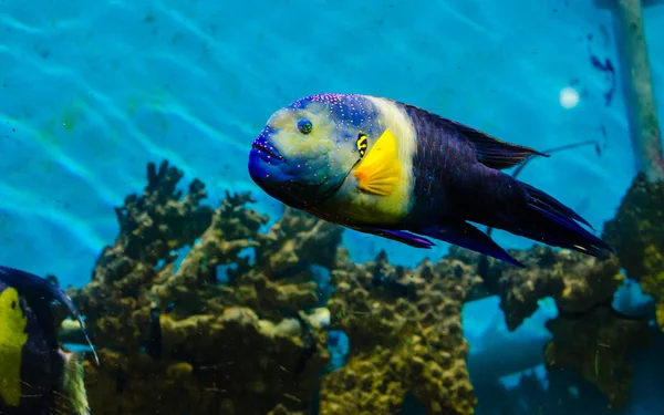 Fische, die im Roten Meer leben — Stockfoto