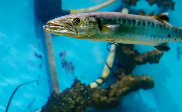 Fische, die im Roten Meer leben — Stockfoto