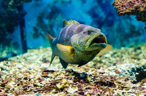 Fisk som lever i Röda havet — Stockfoto