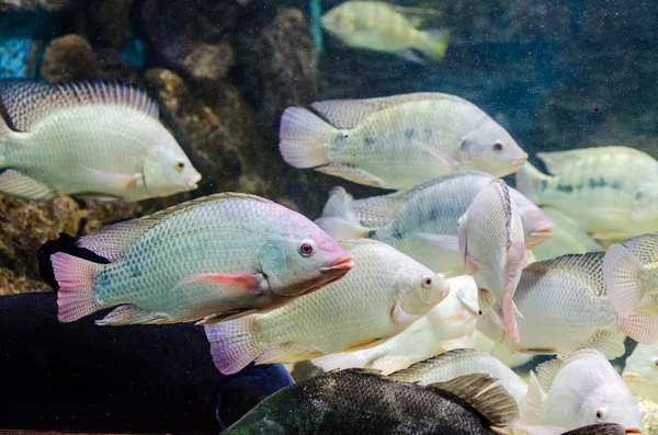 赤い海に住んでいる魚 — ストック写真